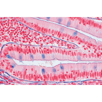 Series I. Cells, Tissues and Organs - Portuguese Slides