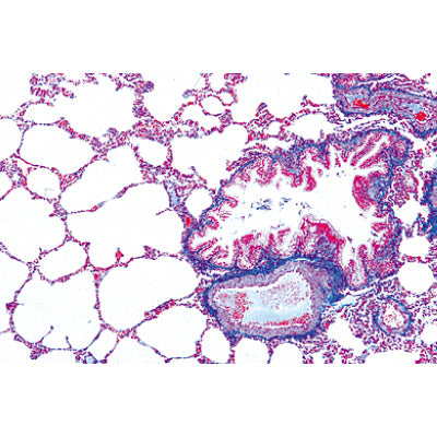 Series I. Cells, Tissues and Organs - Portuguese Slides
