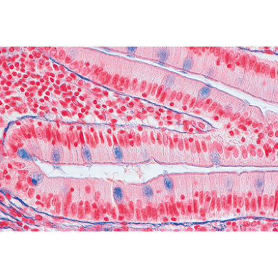 Series I. Cells, Tissues and Organs - Spanish