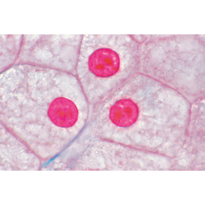 Series I. Cells, Tissues and Organs - German Slides
