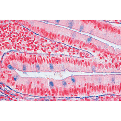 Series I. Cells, Tissues and Organs - German Slides