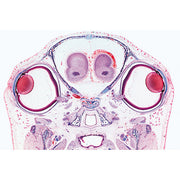 Series III. Organs of Sense - French