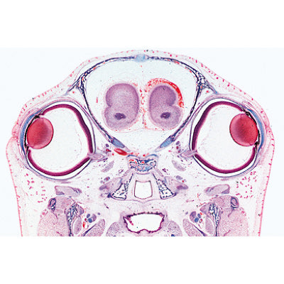 Series III. Organs of Sense - Portuguese Slides