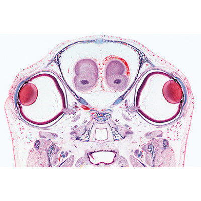 Series III. Organs of Sense - Spanish