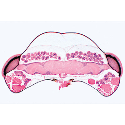Series III. Organs of Sense - Spanish