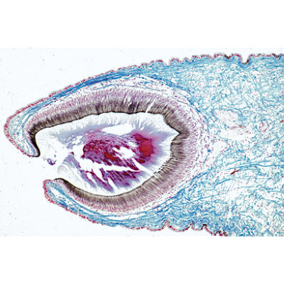 Series III. Organs of Sense - Spanish