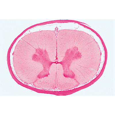 Series III. Organs of Sense - Spanish