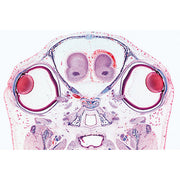 Series III. Organs of Sense - German Slides