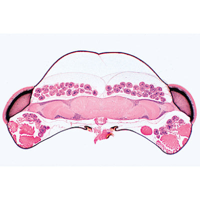 Series III. Organs of Sense - German Slides