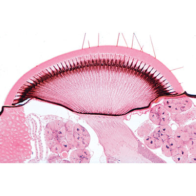 Series III. Organs of Sense - German Slides
