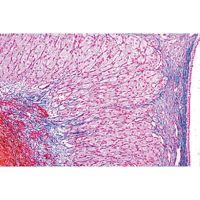 Series IV. Hormone Organs and Hormonal Function - Portuguese Slides