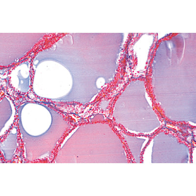 Series IV. Hormone Organs and Hormonal Function - Spanish