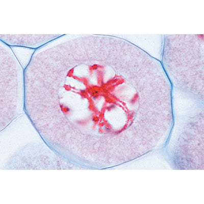 Series V. Genetics, Reproduction and Embryology - French
