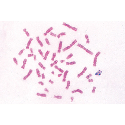 Series V. Genetics, Reproduction and Embryology - French