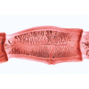 Series V. Genetics, Reproduction and Embryology - Portuguese Slides