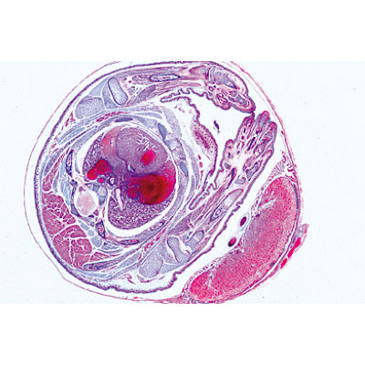 Series V. Genetics, Reproduction and Embryology - Portuguese Slides