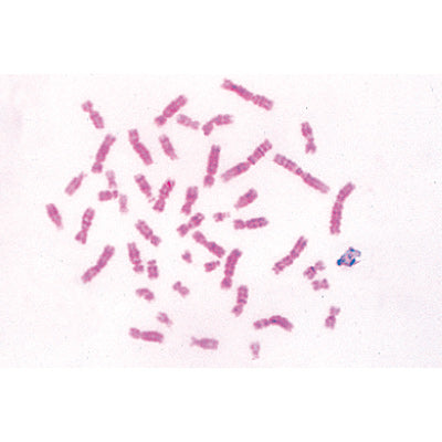 Series V. Genetics, Reproduction and Embryology - Portuguese Slides