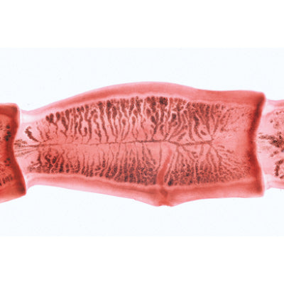 Series V. Genetics, Reproduction and Embryology - Spanish