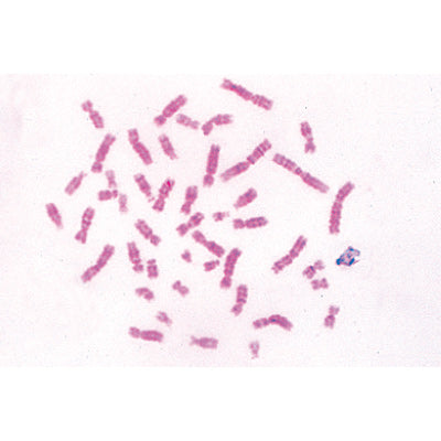 Series V. Genetics, Reproduction and Embryology - Spanish