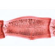 Series V. Genetics, Reproduction and Embryology - German Slides