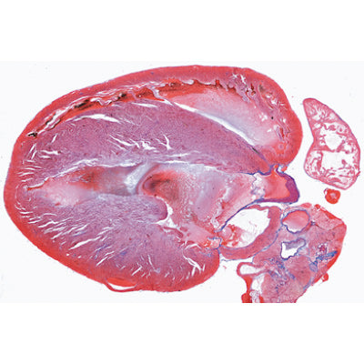 Histology of Vertebrata excluding Mammalia - French