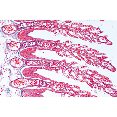 Histology of Vertebrata excluding Mammalia - French
