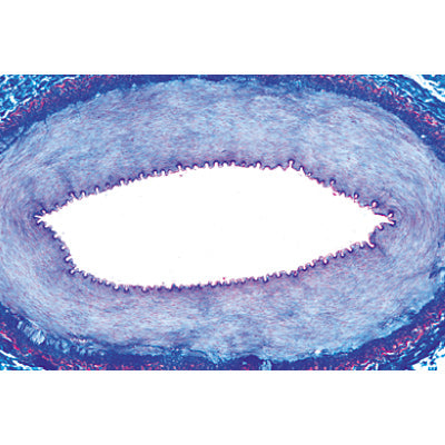 Histology of Vertebrata excluding Mammalia - French
