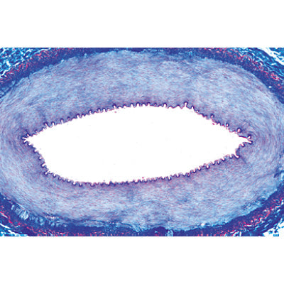 Histology of Vertebrata excluding Mammalia - Portuguese Slides