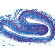 Histology of Vertebrata excluding Mammalia - Spanish