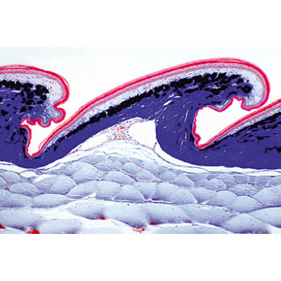Histology of Vertebrata excluding Mammalia - Spanish