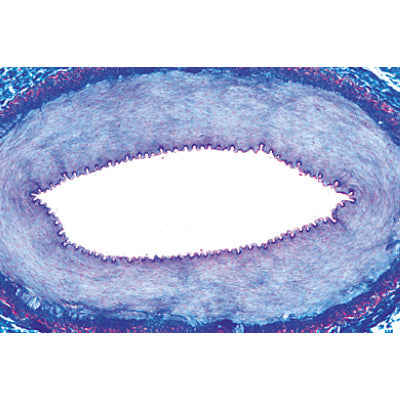 Histology of Vertebrata excluding Mammalia - Spanish