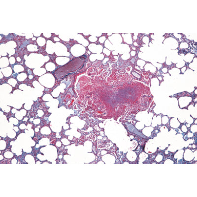 Histology of Mammalia, Elementary Set - French