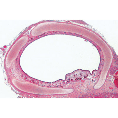 Histology of Mammalia, Elementary Set - French