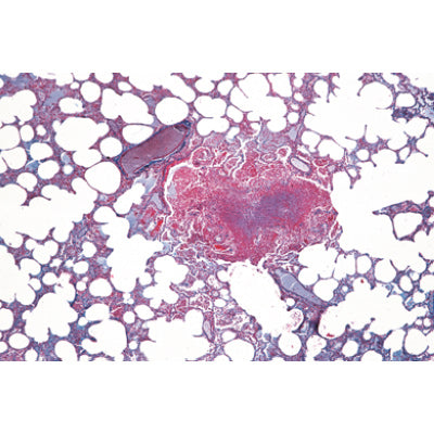 Histology of Mammalia, Elementary Set - Portuguese Slides