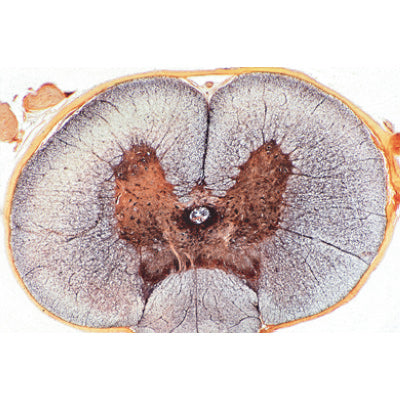 Histology of Mammalia, Elementary Set - Spanish