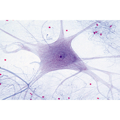 Histology of Mammalia, Elementary Set - Spanish