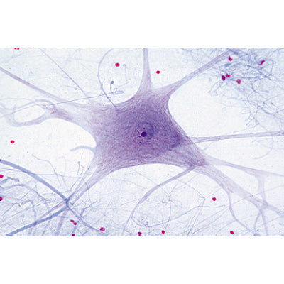 Histology of Mammalia, Elementary Set - German Slides