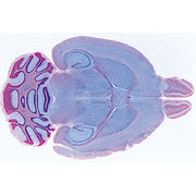 Histology of Mammalia, Supplementary Set - French