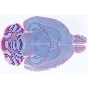 Histology of Mammalia, Supplementary Set - Spanish
