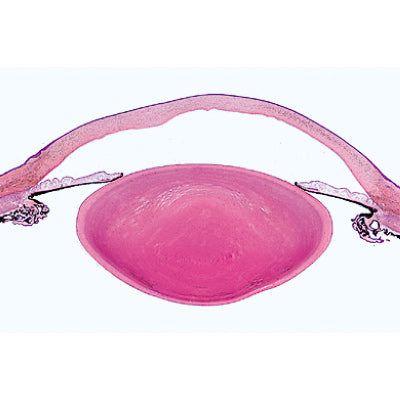 Histology of Mammalia, Supplementary Set - Spanish
