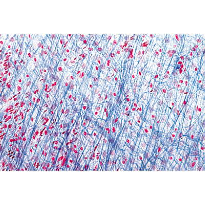 Normal Human Histology, Basic Set - Portuguese Slides