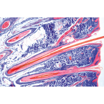 Normal Human Histology, basic Set - Spanish