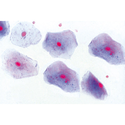 Normal Human Histology, Large Set, Part I. - French