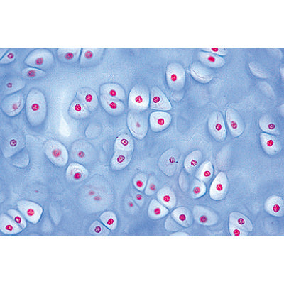 Normal Human Histology, Large Set, Part I. - French