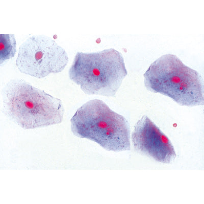 Normal Human Histology, Large Set, Part I. - Portuguese Slides