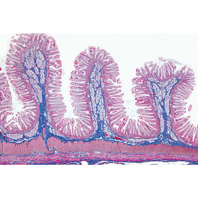 Normal Human Histology, Large Set, Part I. - Portuguese Slides
