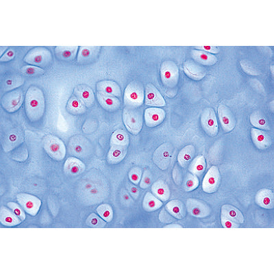 Normal Human Histology, Large Set, Part I. - Spanish