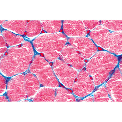 Normal Human Histology, Large Set, Part II. - French