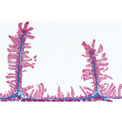 Normal Human Histology, Large Set, Part II. - Portuguese Slides