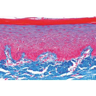 Normal Human Histology, Large Set, Part II. - Spanish